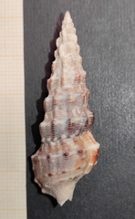 Cerithium alucastrum