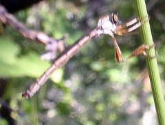 Leptogaster
