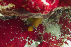 Cephalopholis miniata