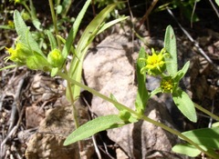 Melampodium longicorne