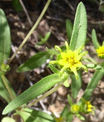 Melampodium longicorne
