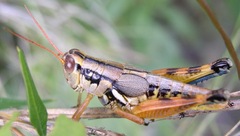 Melanoplus aridus
