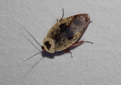 Gyna caffrorum