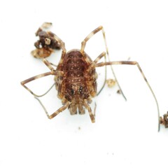 Rilaena triangularis