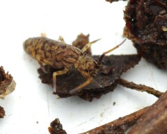 Orchesella villosa