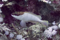 Epinephelus fasciatus