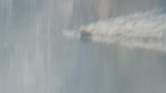 Myocastor coypus