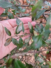 Phyllonorycter leucographella