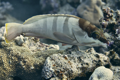 Epinephelus fasciatus