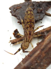 Orchesella villosa