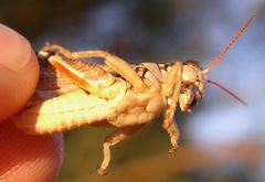 Melanoplus lakinus