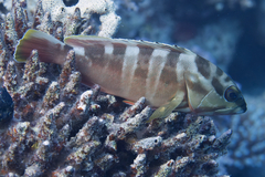 Epinephelus fasciatus