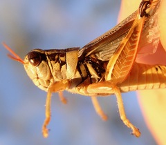 Melanoplus lakinus