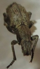 Microcerus