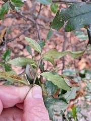 Phyllonorycter leucographella