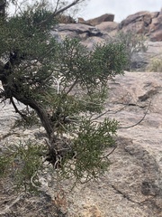 Juniperus californica