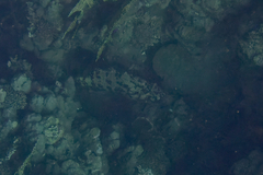 Epinephelus fuscoguttatus