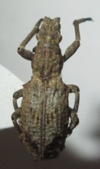 Microcerus