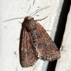 Mesoligia furuncula