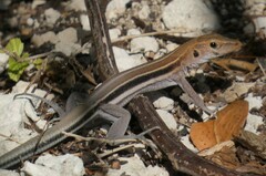 Pholidoscelis auberi