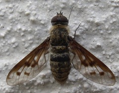 Neodiplocampta astrella