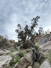 Juniperus californica