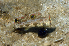 Signigobius biocellatus