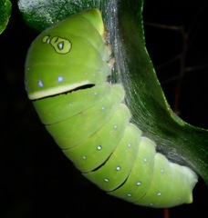 Papilio multicaudata