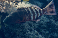 Plectropomus marisrubri