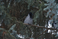 Corvus cornix