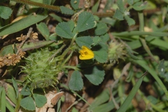 Medicago rigidula