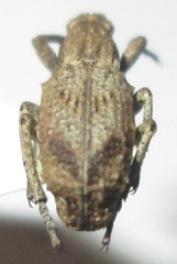 Microcerus