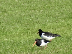 Haematopus ostralegus