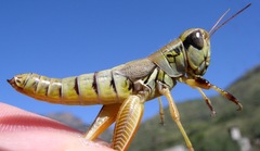 Phoetaliotes nebrascensis