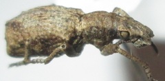Microcerus
