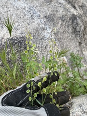 Thysanocarpus curvipes