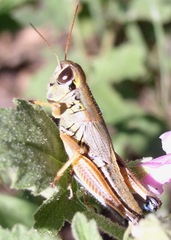Phoetaliotes nebrascensis