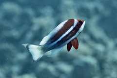 Pseudanthias taeniatus