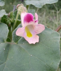 Proboscidea parviflora