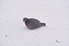 Columba livia