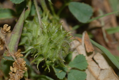 Medicago rigidula