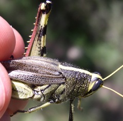 Schistocerca albolineata