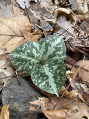 Trillium cuneatum