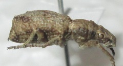 Microcerus