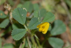 Medicago rigidula