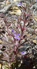 Schistophragma intermedium