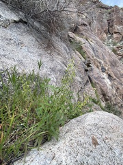 Thysanocarpus curvipes