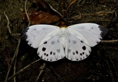 Capila pieridoides