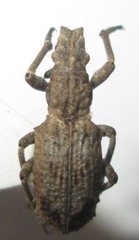 Microcerus