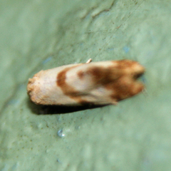 Phalonidia contractana
